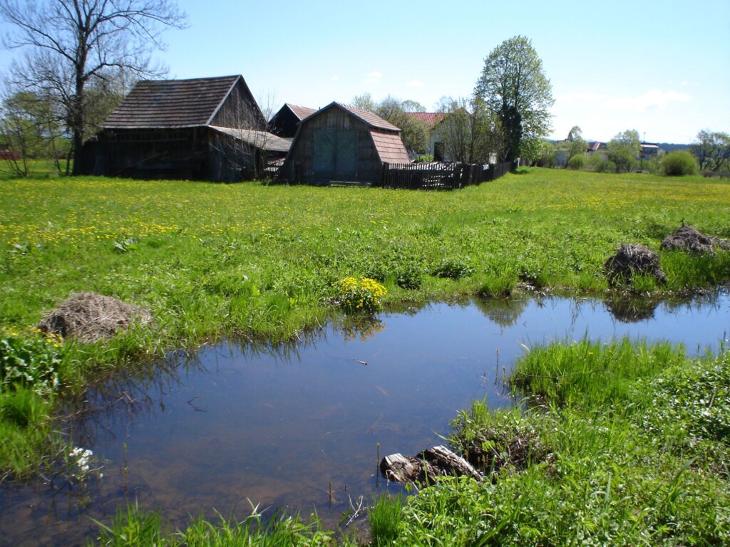 Pond in a green meadow with grass, wildflowers. Old wooden buildings in the background.